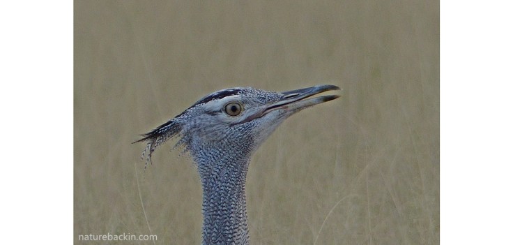 Kori bustard portrait