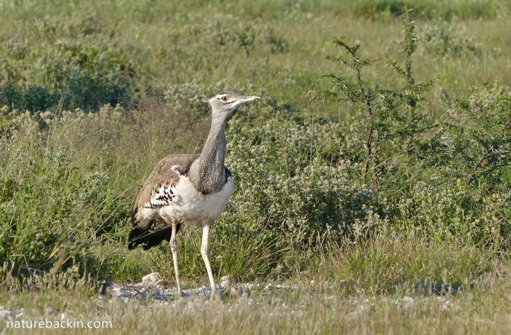 Kori bustard in Botswana
