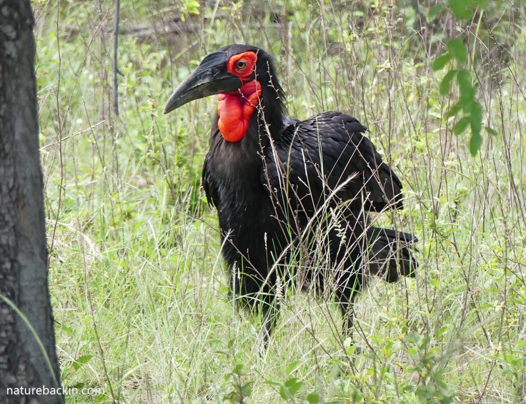Male southern ground hornbill, South Africa