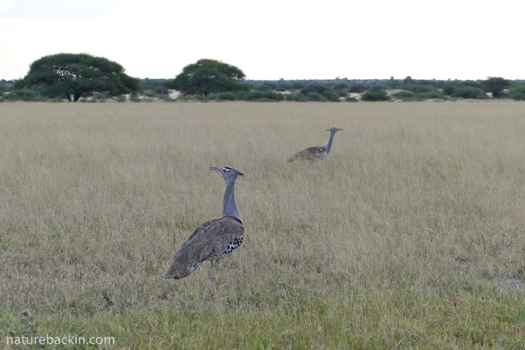 Kori bustards foraging in grassland, Botswana