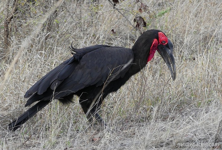 Southern ground hornbill foraging, South Africa