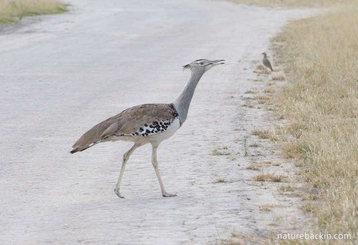 Kori bustard crossing road in Central Kalahari Game Reserve, Botswana
