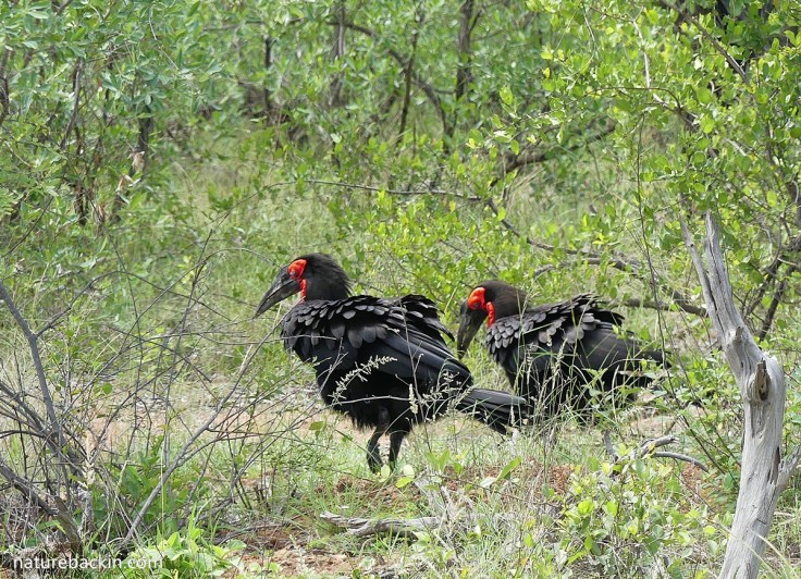 Pair of southern ground hornbills walking and foraging