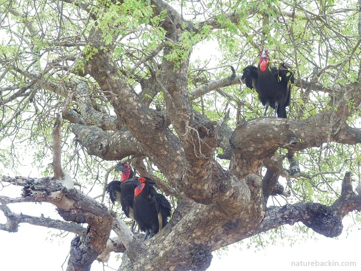 Group of southern ground hornbills perching in a marula tree, South Africa