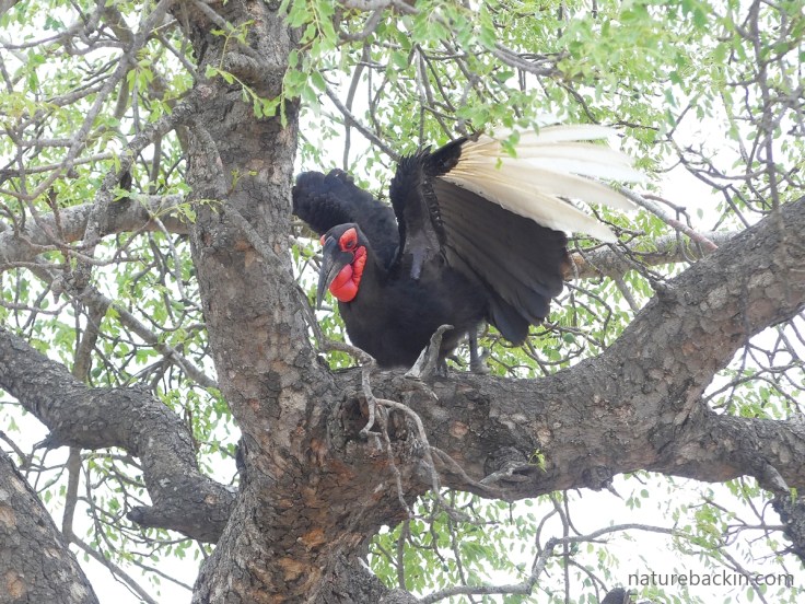 Southern ground hornbill stretching wings while perched in a tree