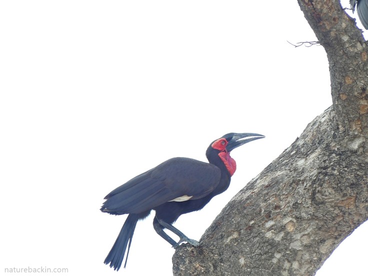 Southern ground hornbill in a marula tree