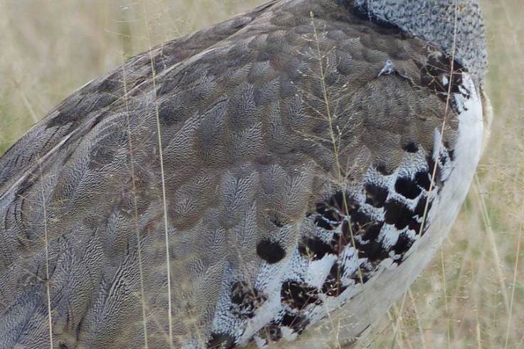 Close-up of feathers of a kori bustard