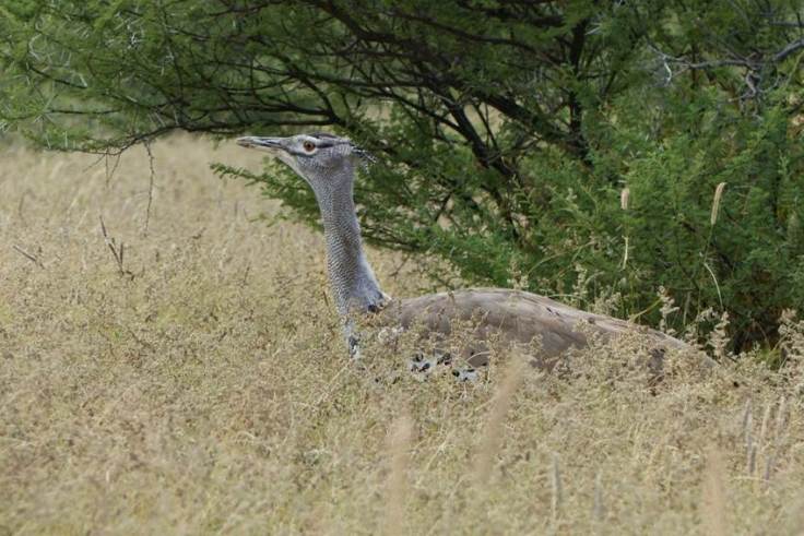 Kori bustard, Botswana
