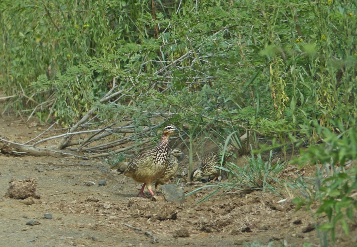 Crested francolin family, Hluhluwe-Mfolozi Park