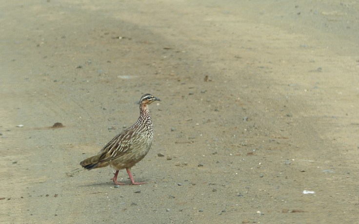 Crested francolin crossing road, South Africa