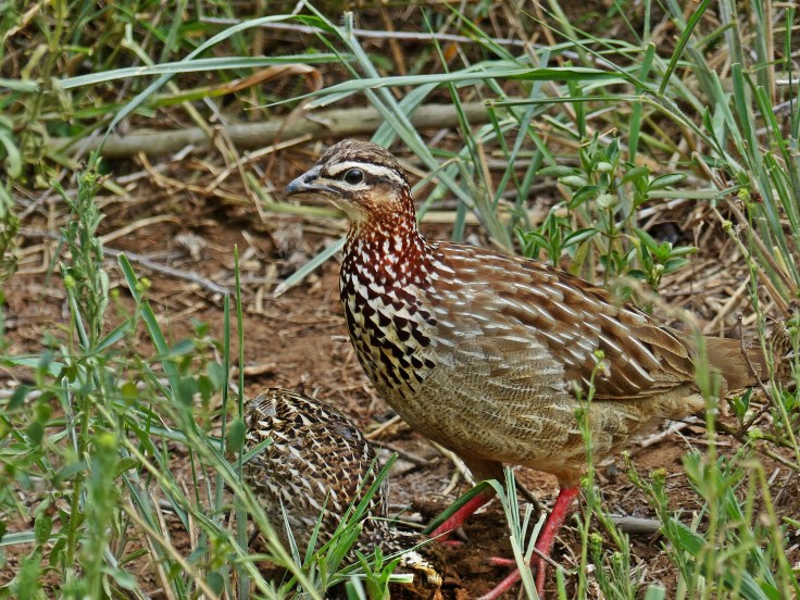 Crested francolin family, South Africa