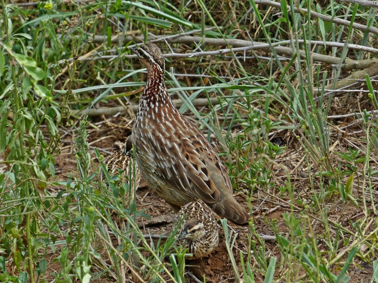 Crested francolins, Hluhluwe-Mfolozi Park, South Africa