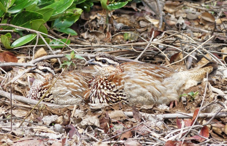 Pair of crested francolins dust bathing