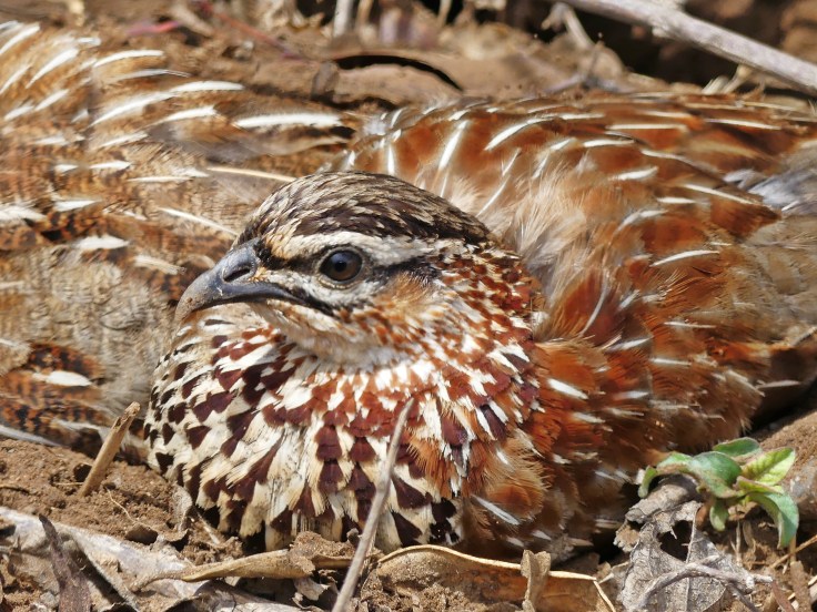 Crested francolin portrait
