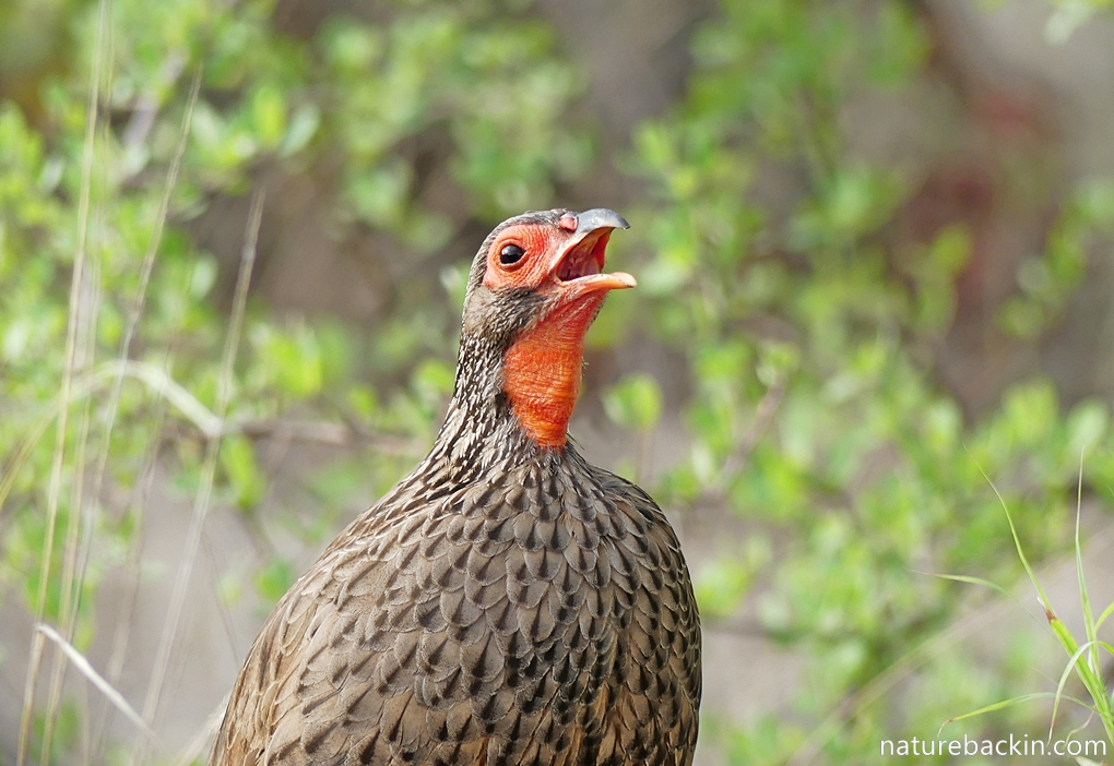 Swainson's spurfowl calling, Kruger National Park