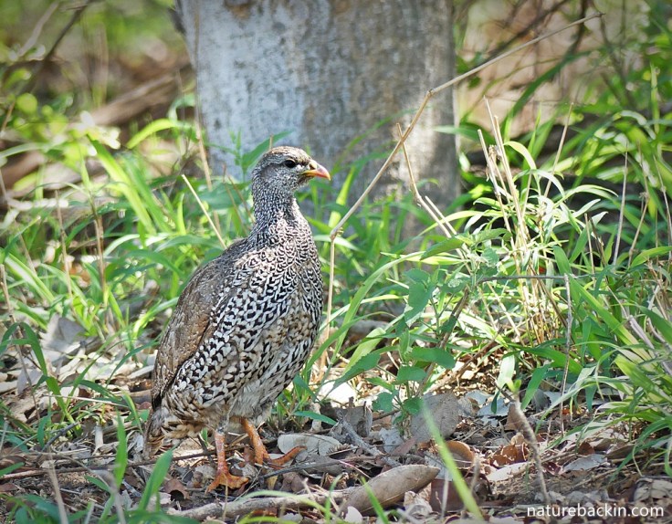 Natal spurfowl in Kruger National Park