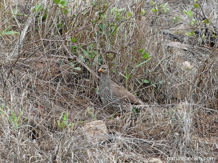 Natal spurfowl like a mix of open ground and denser vegetation for cover
