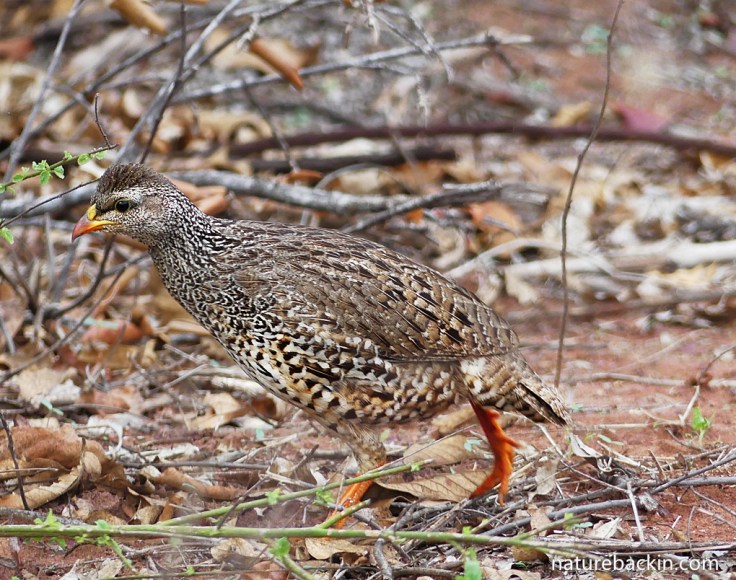 Natal spurfowl showing orange-red bill and orange legs