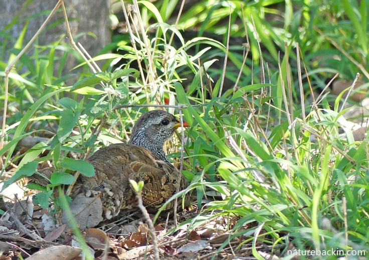 Natal spurfowl resting in the shade