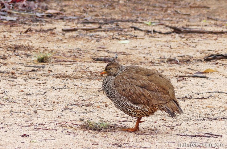Natal spurfowl fluffed up on a cool and damp day