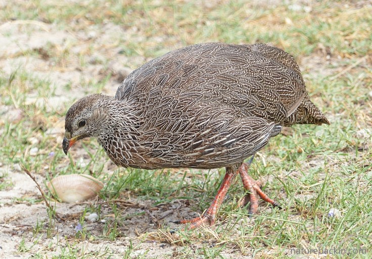 Cape spurfowl in suburban garden in the Overberg, Western Cape