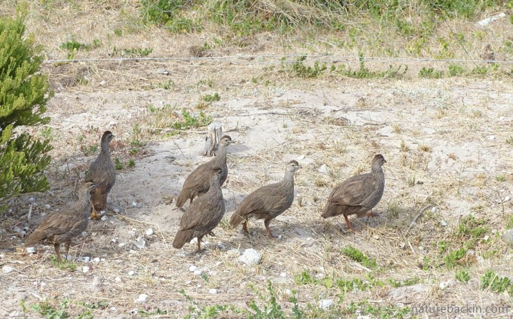 Family group of Cape spurfowls in the Western Cape