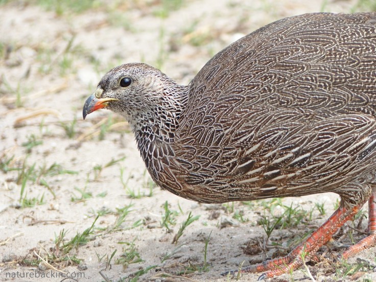 Natal spurfowl portrait showing finely marked plumage