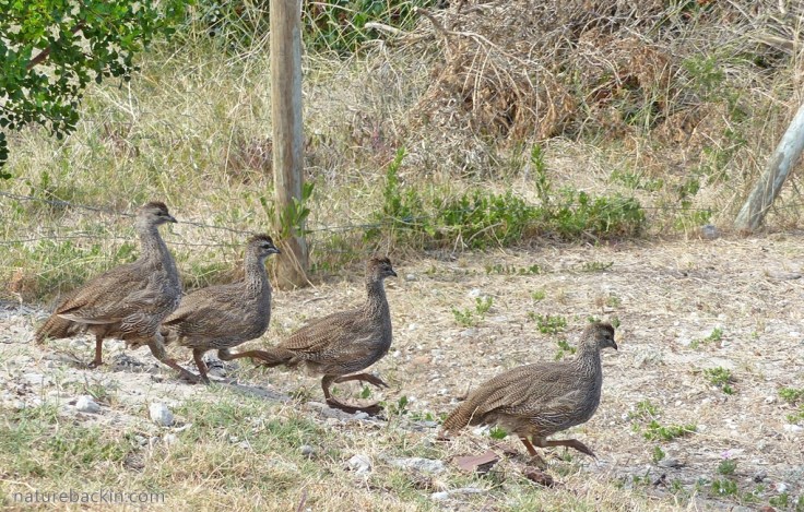 Group of Cape spurfowls running after being startled