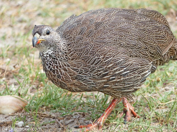 Cape spurfowl portrait