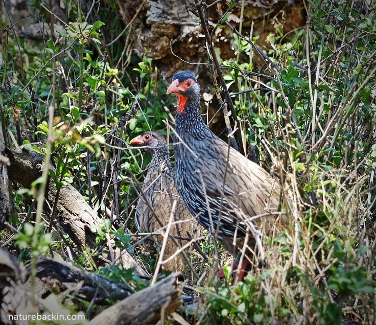Red-necked spurfowls like dense cover