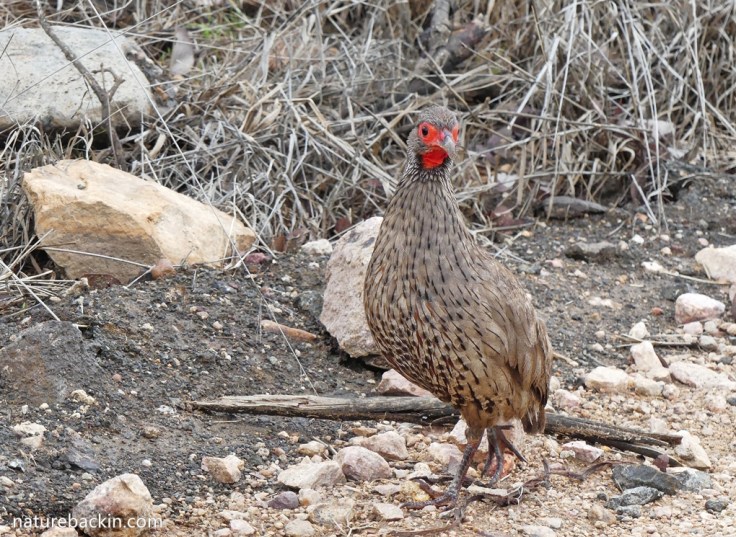 Swainson's spurfowl walking next to a road in Kruger National Park.