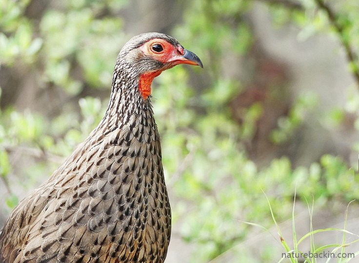 Swainson's spurfowls have intricately patterned plumage