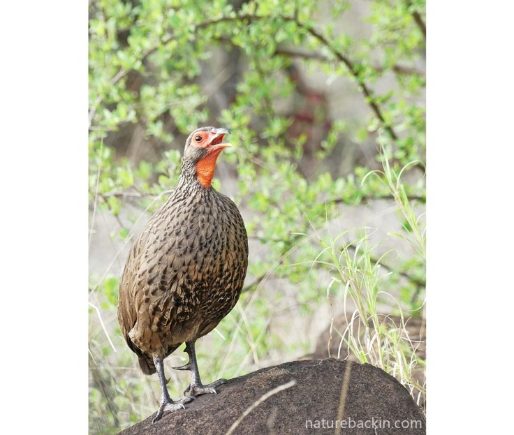 Swainson's spurfowl calling from elevated position on a rock