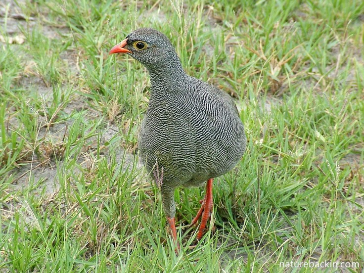 Red-billed spurfowl in Savuti, Botswana