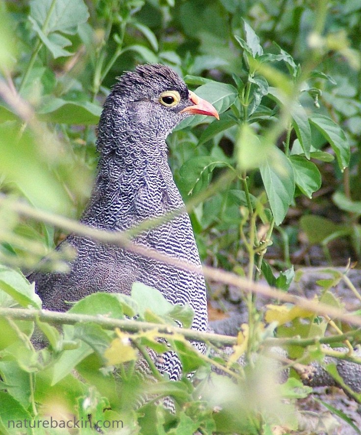 Red-billed spurfowls have conspicuous yellow eye-rings