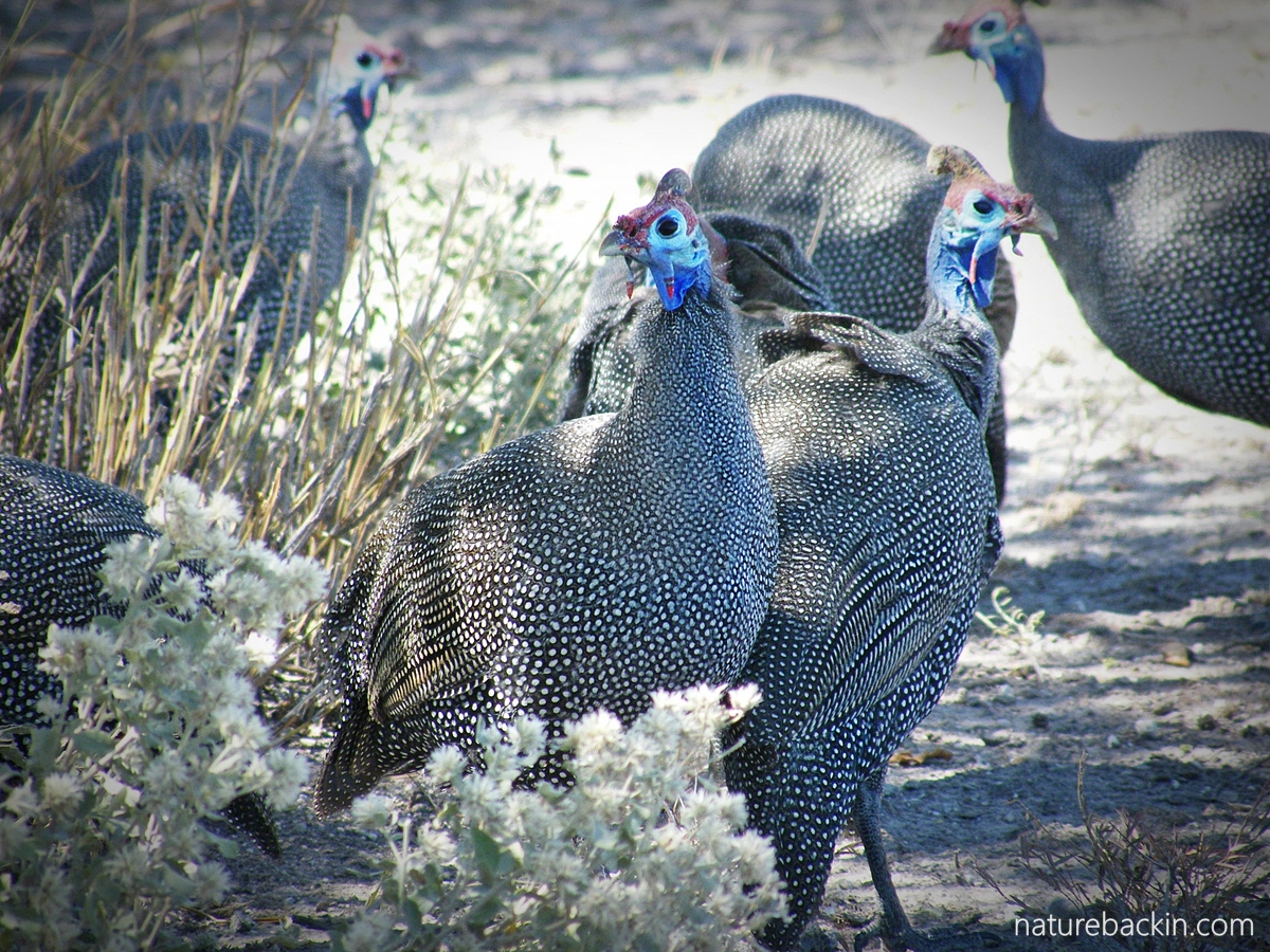 Helmeted guineafowls in southern Africa
