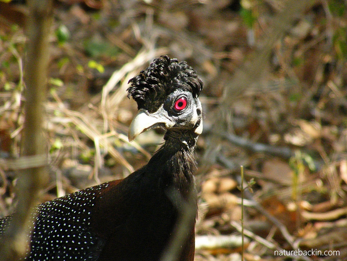 Portraing of southern crested guineafowl, South Africa