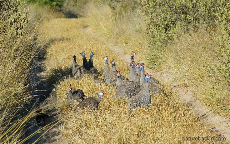 Helmeted guineafowls between the tracks in Botswana
