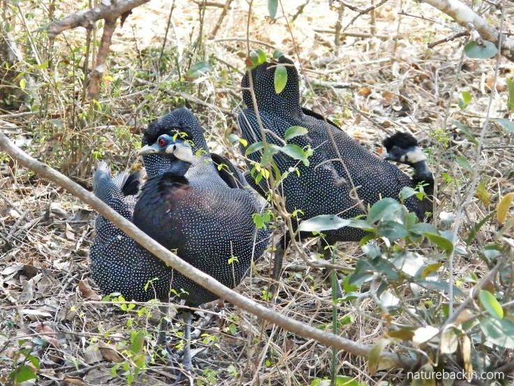 Southern crested guineafowl foraging in woodland