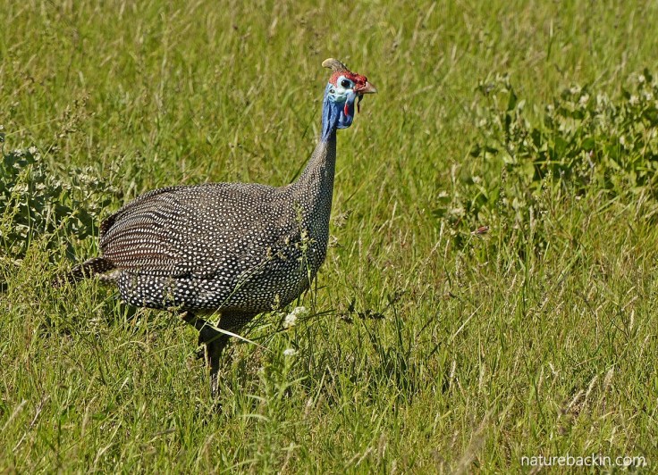 Helmeted guineafowl showing its spots