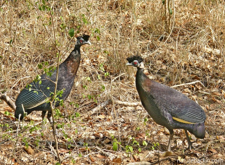 Two southern crested guineafowl, South Africa