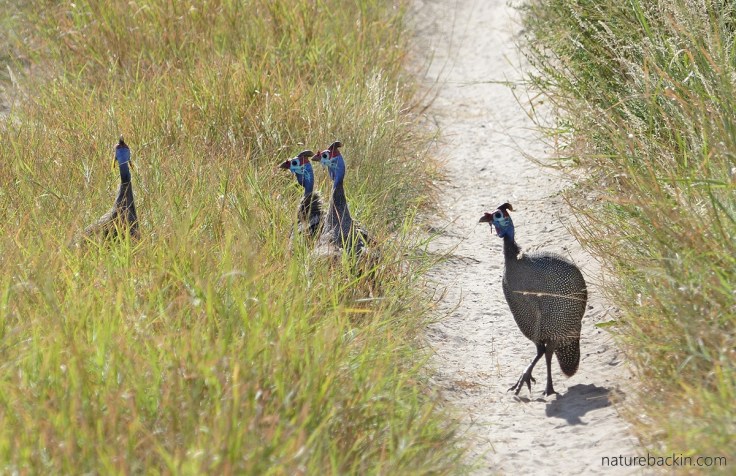 Group of helmeted guineafowls
