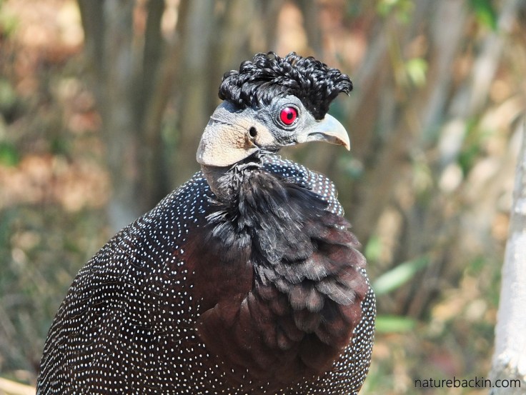 Portrait of a southern crested guineafowl