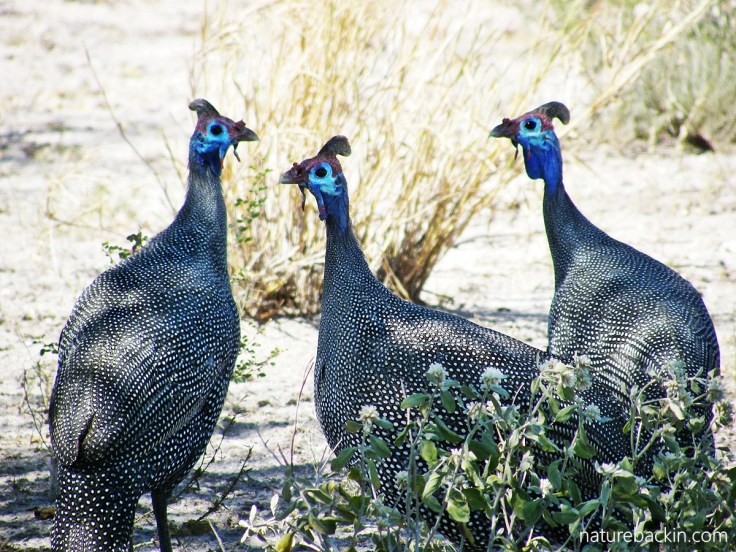 Helmeted guineafowls, Botswana