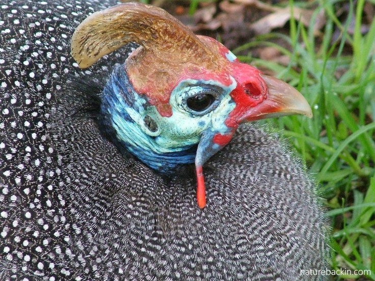 Portrait of a helmeted guineafowl