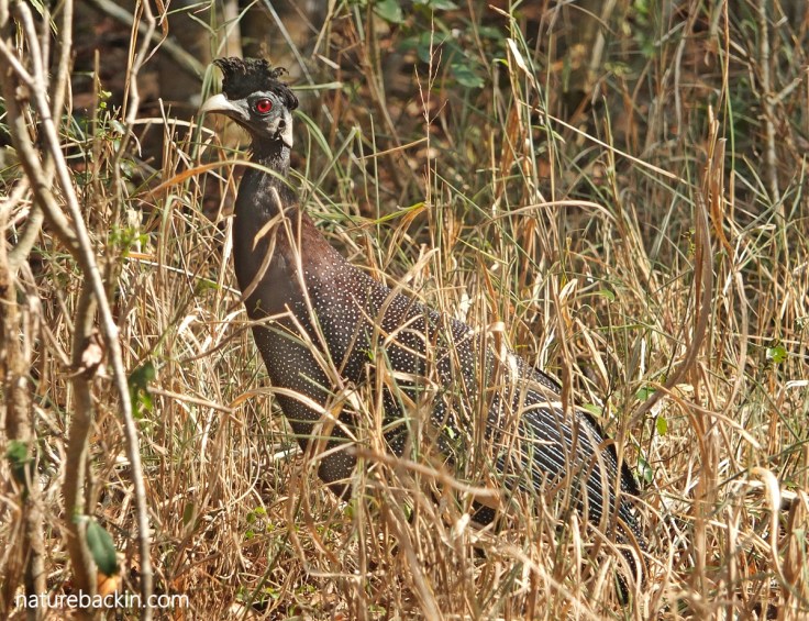 Southern crested guineafowl showing its camouflage dots and spots