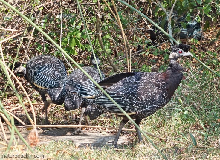 Small group of southern crested guineafowls, South Africa